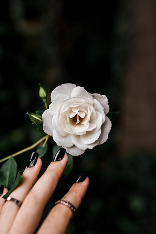 Woman Touching White Flower