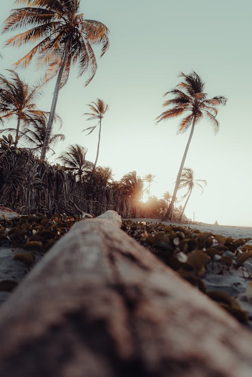 帕爾馬斯, 椰子, 沙灘 的 免費圖庫相片