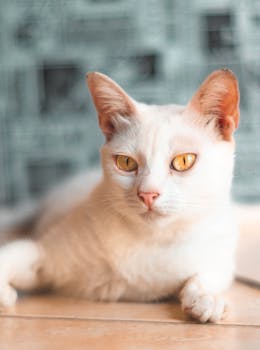 一张迷人的白色家猫特写，琥珀色的眼睛令人惊叹，拍摄于室内