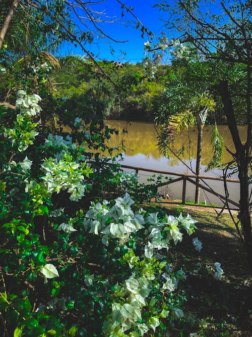 Foto profissional grátis de à beira do lago, água do lago, arbusto da flor