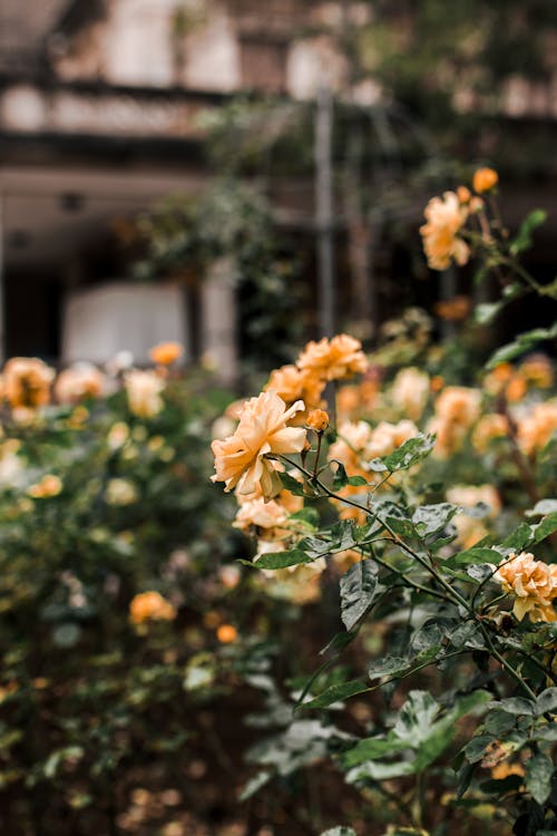 Kostenlos Nahaufnahmefoto Der Gelben Blumen Stock-Foto