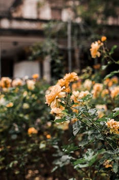 户外花园里，美丽的黄玫瑰盛开着