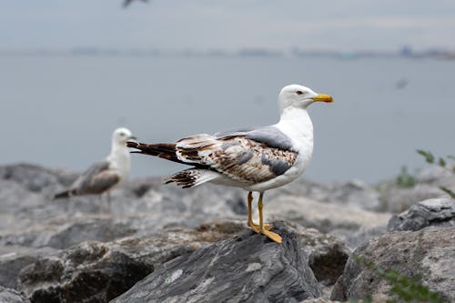 Close-up of a Yellow-Legged Gull 