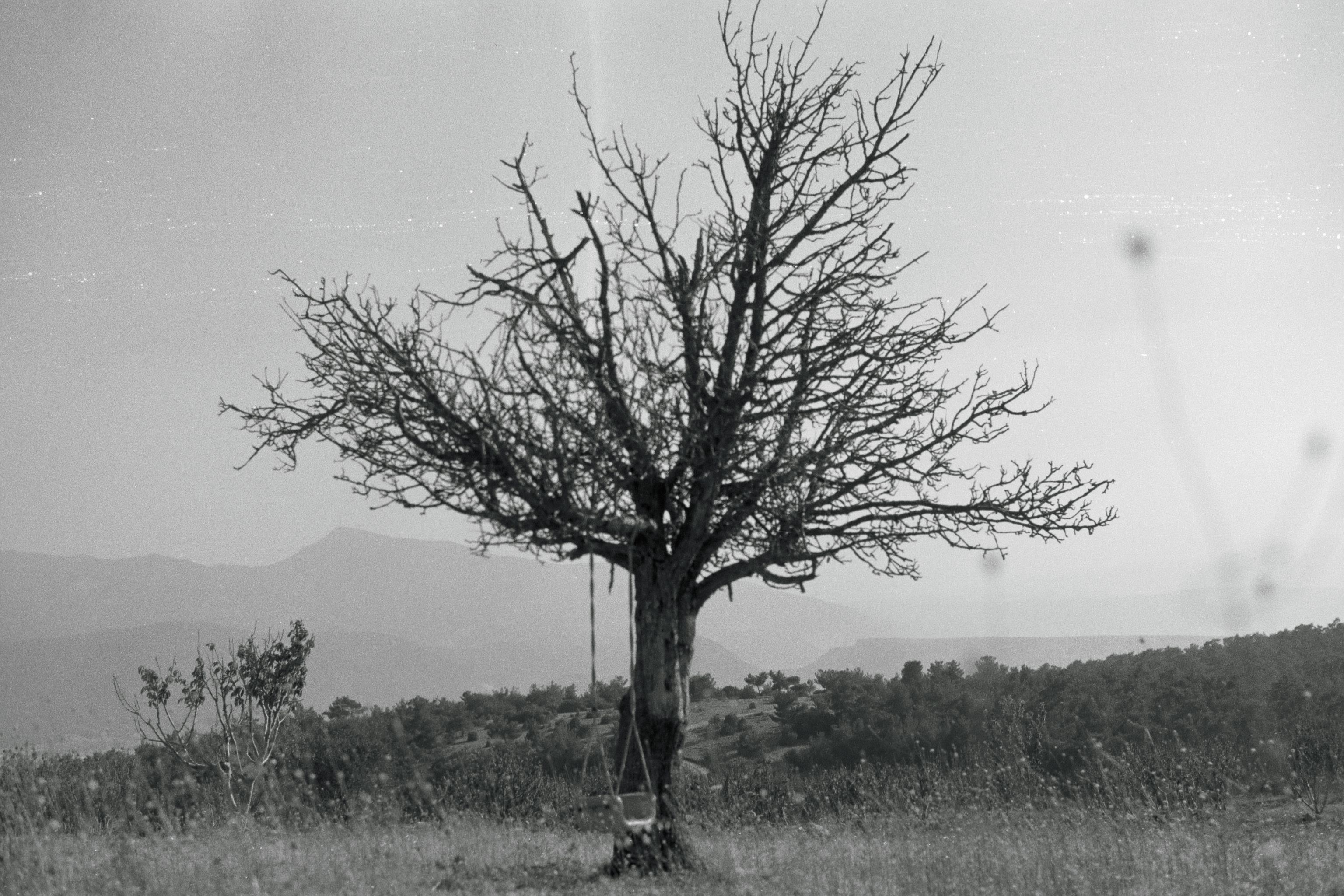 Single, Bare Tree with Swing on Grassland · Free Stock Photo