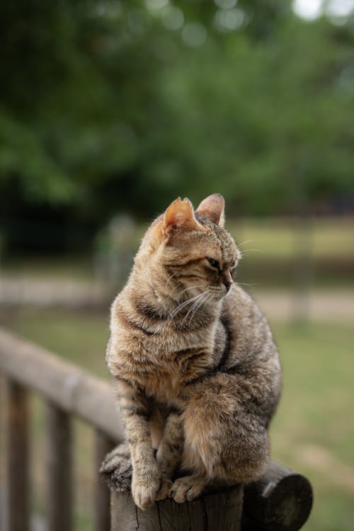 Gratis stockfoto met detailopname, dierenfotografie, gestreepte kat