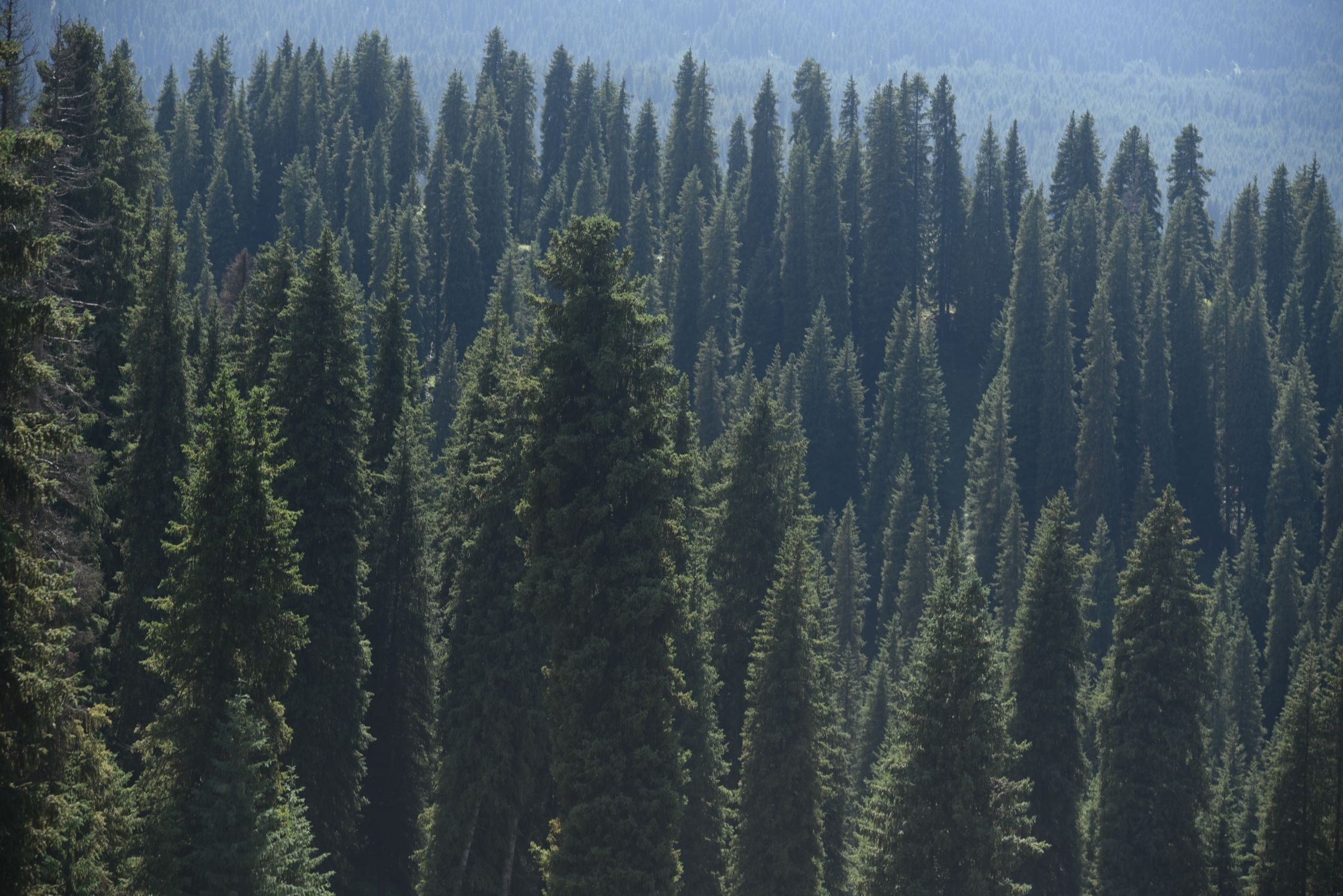 10+ Tall Thin Evergreen Trees Green, Tall Trees in Evergreen Forest · Free Stock Photo