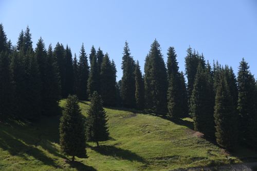 Free Scenic view of a lush evergreen forest covering a peaceful hillside in the daytime. Stock Photo