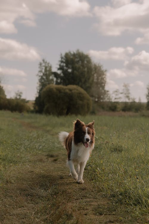 Dog on a Field