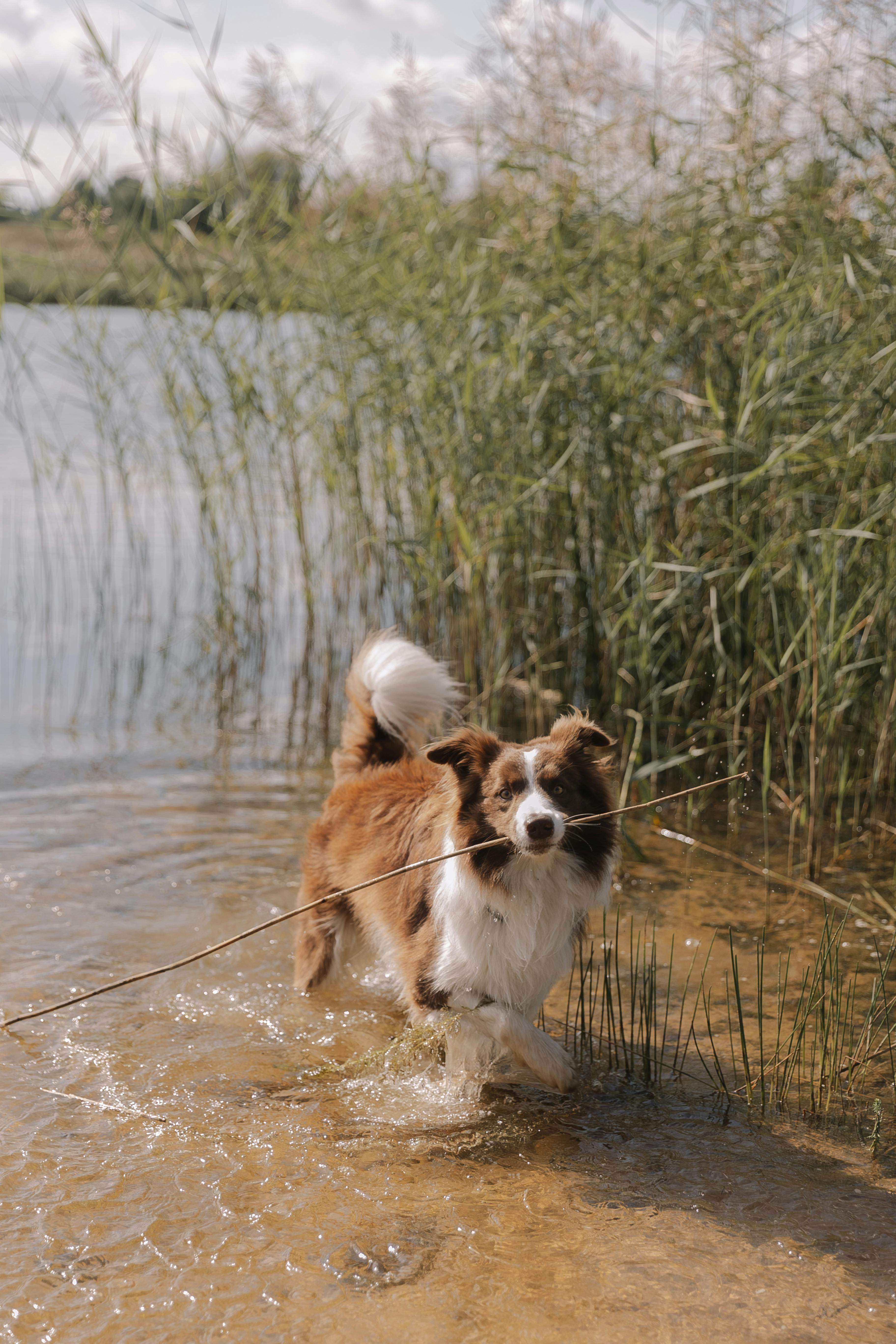Why Do Dogs Have Wet Noses? Discover the Surprising Benefits! 8 Are Wet Noses a Sign of a Happy Dog? Understanding Canine Behavior