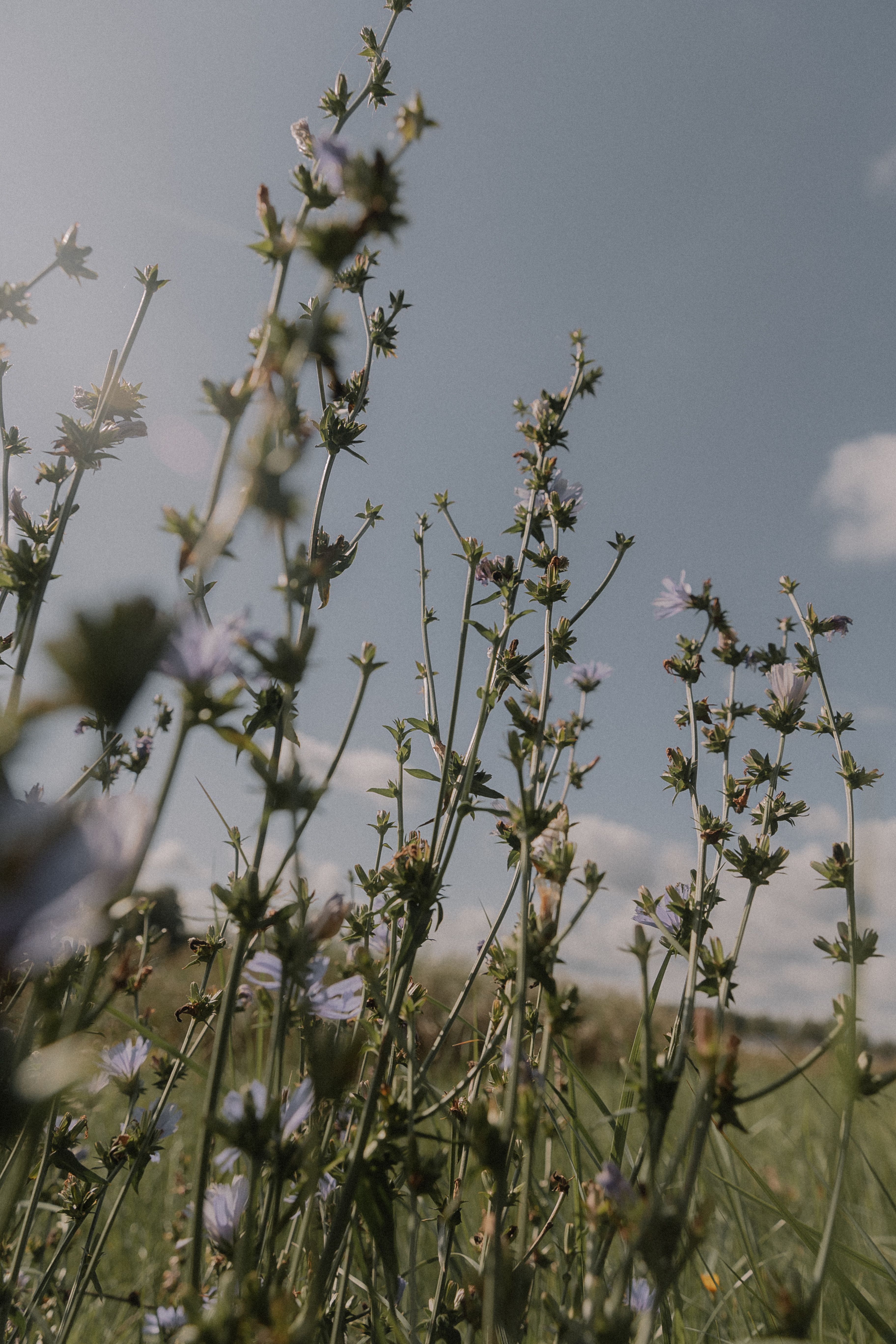 Close up of Wildflowers on Meadow · Free Stock Photo