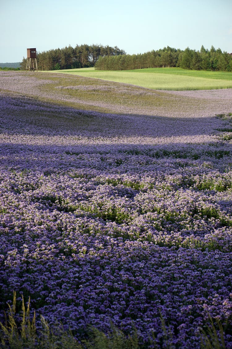 Blooming Lavender Flowers On Field