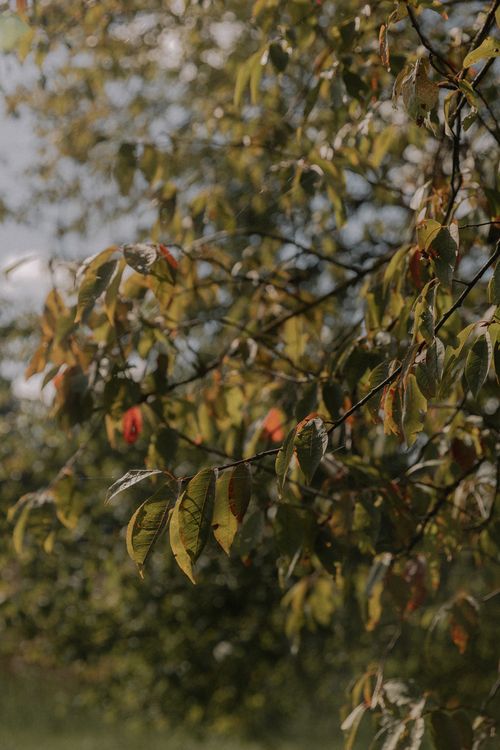 Free Close-up of tree branches with autumn leaves in soft, natural lighting outdoors. Stock Photo