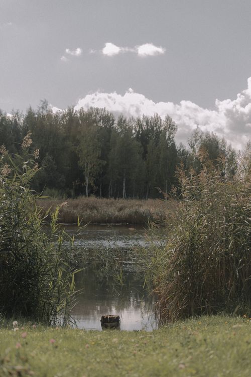 Free Peaceful lakeshore scene featuring abundant greenery, towering trees, and a tranquil pond. Stock Photo