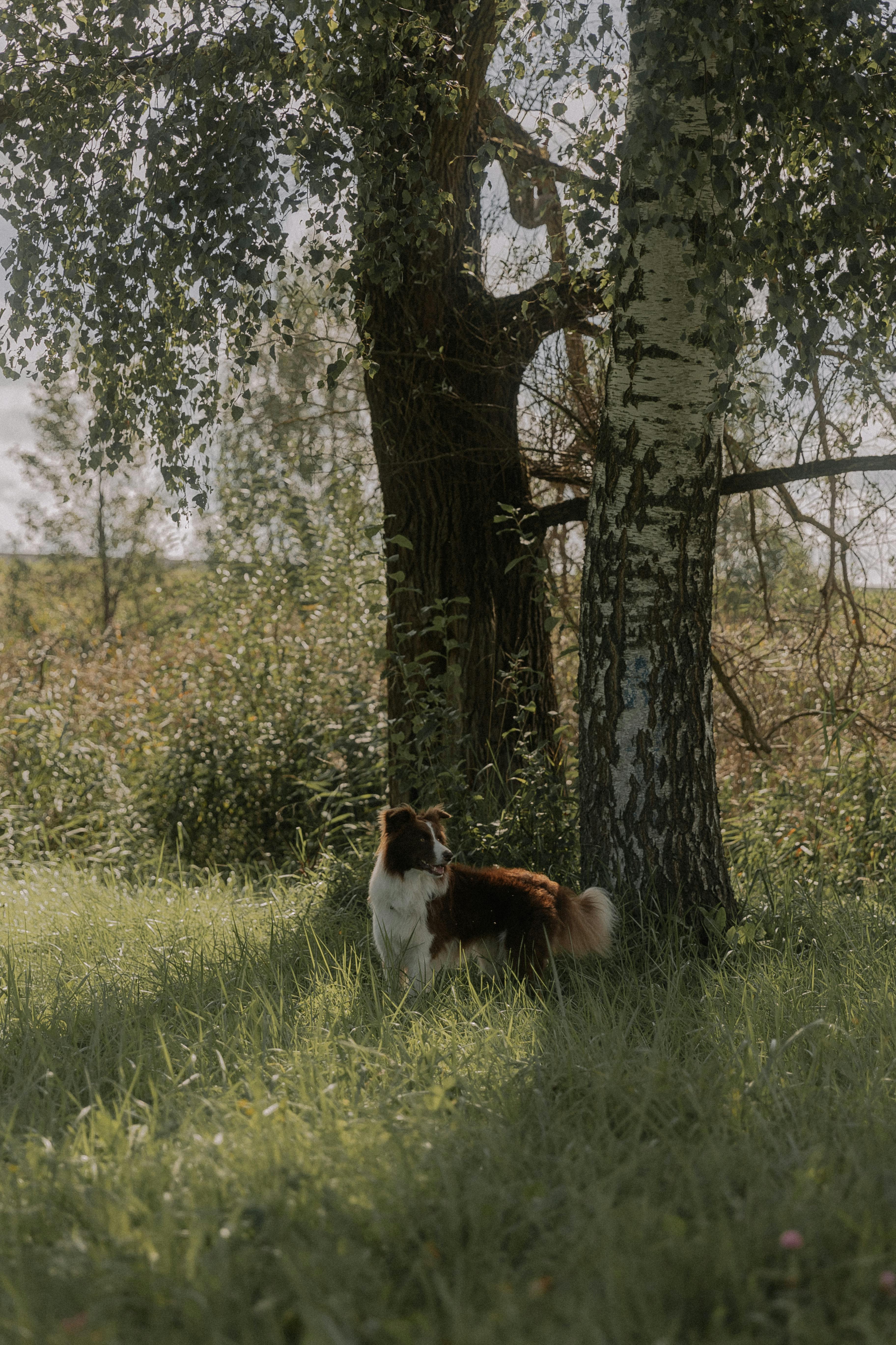 A Border Collie stands gracefully under a tree in a sunlit meadow.