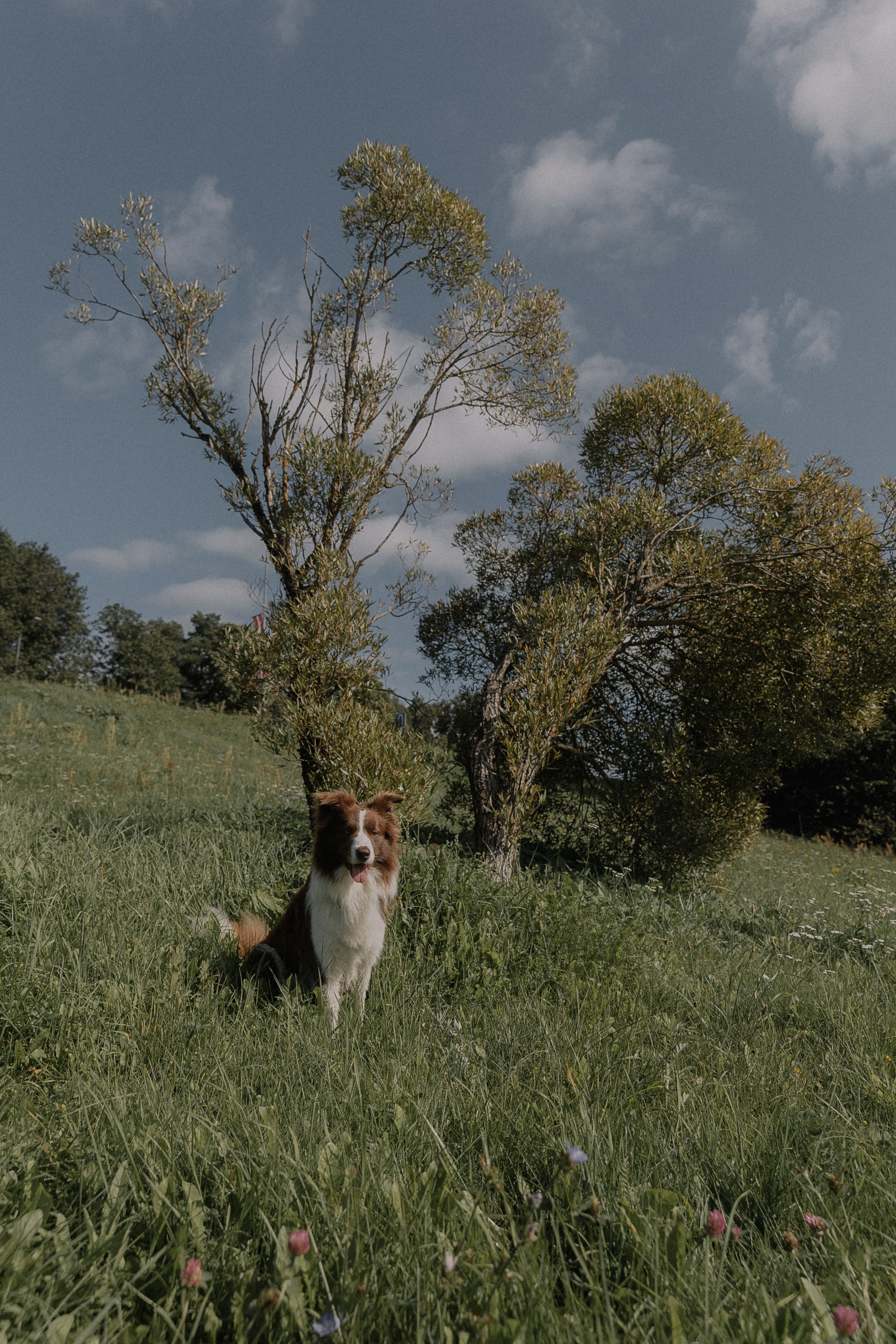 Dog Sitting on Grass · Free Stock Photo