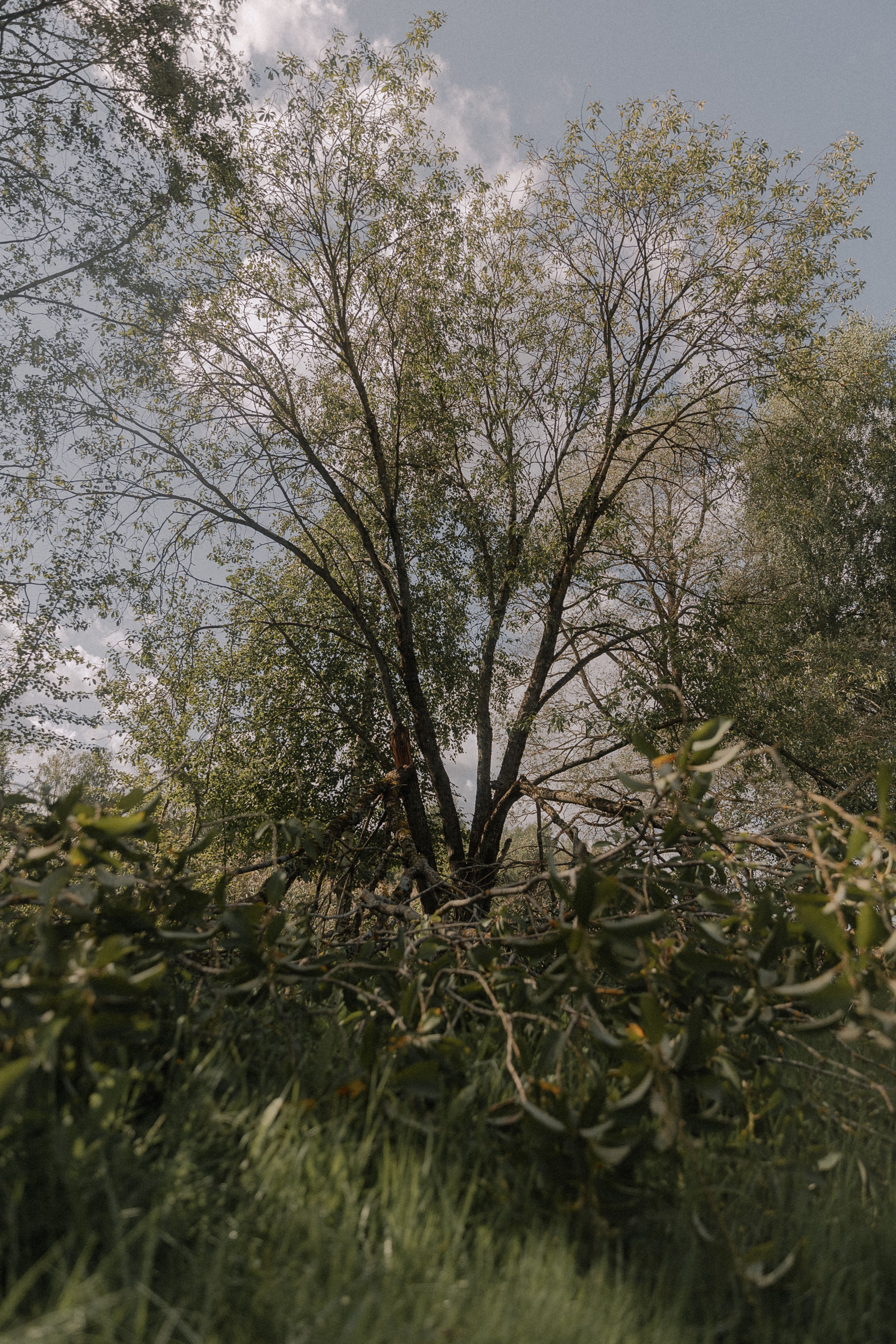 Tree With Large Branches
