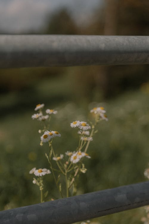 Foto profissional grátis de aumento, delicado, flora