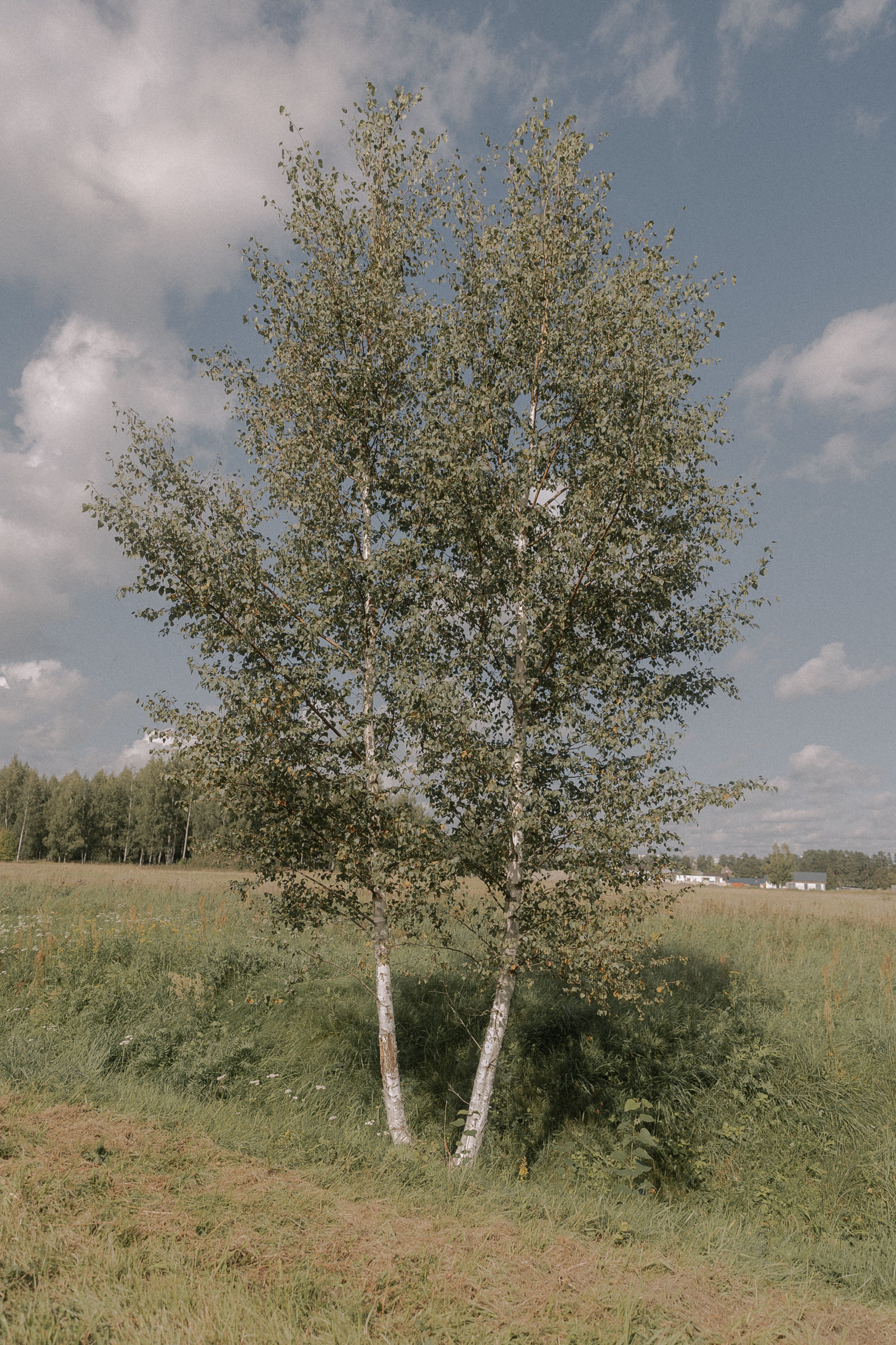 A peaceful rural scene with birch trees standing tall against a blue sky and green fields.