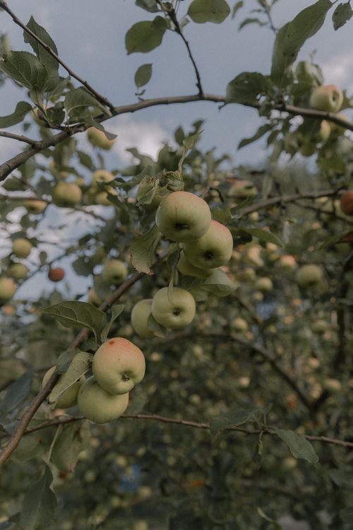 Free A serene apple orchard filled with ripe green apples under a summer sky. Stock Photo