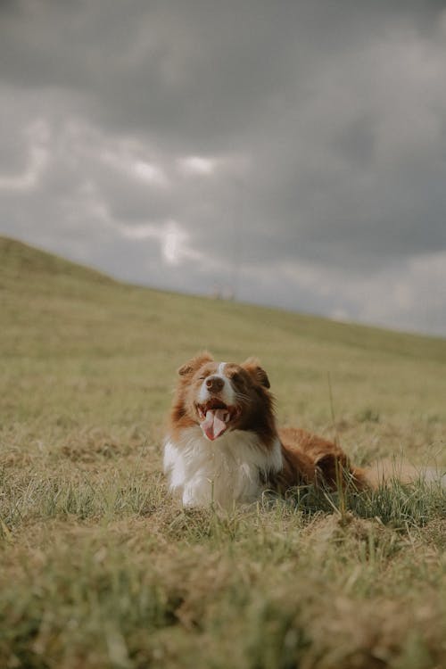 Foto profissional grátis de animal de estimação, border collie, cachorro