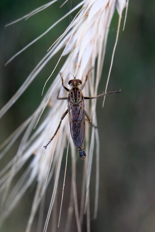 Close up of Insect