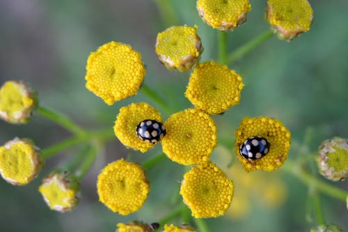 Close up of Bugs on Yellow Flowers