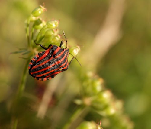 Bug on Plants