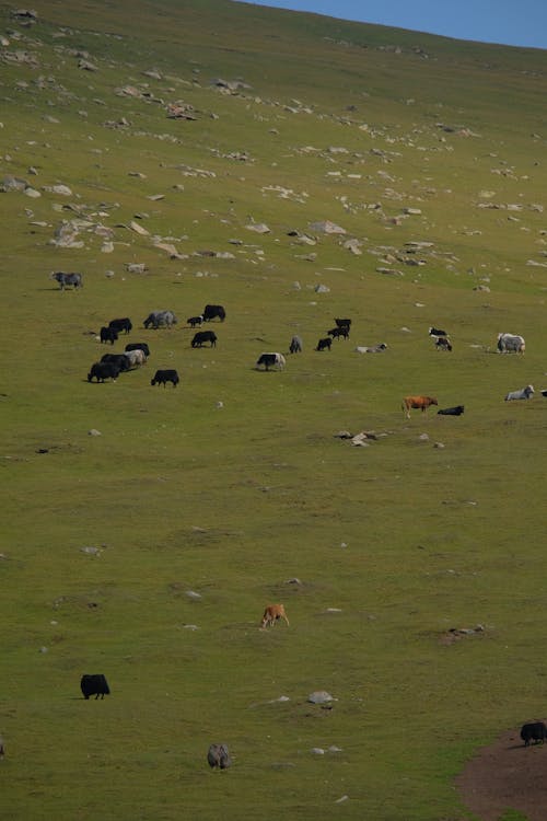 Cattle Grazing on Pasture in Mountains