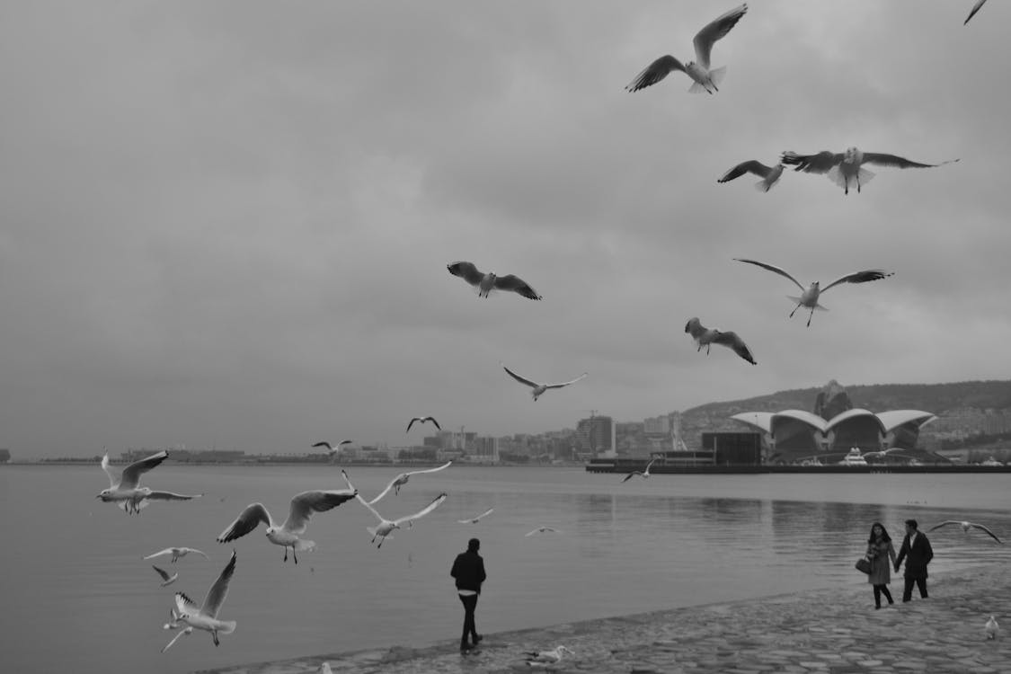 Seagulls Flying over People on Promenade in Baku in Black and White