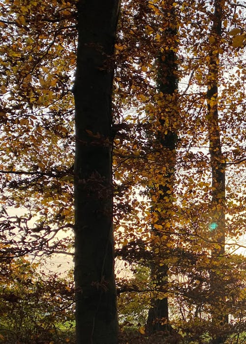 Безкоштовне стокове фото на тему «orange_background, осіннє листя листя, осінні дерева»