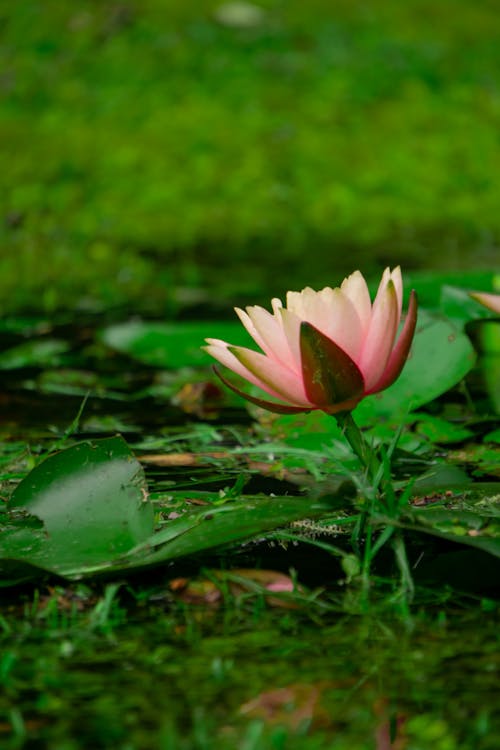 Lotus Flower and Leaves on Water