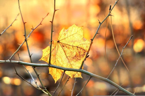 Maple Leaf on Leafless Branch