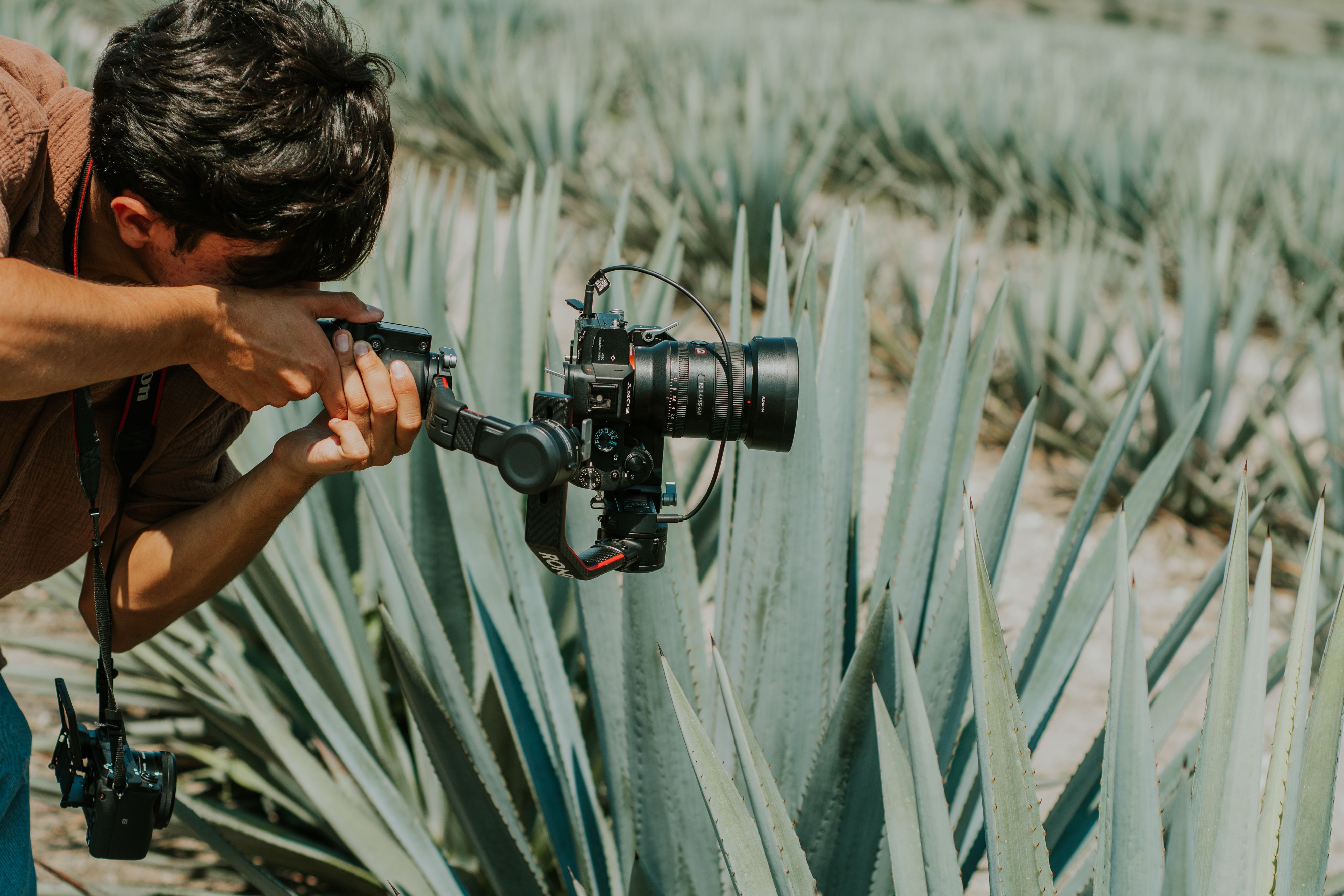 Photographer using a camera and gimbal to capture agave plants in a sunlit field.