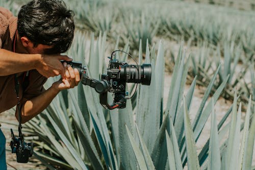 Foto d'estoc gratuïta de cabell curt, cactus, càmera