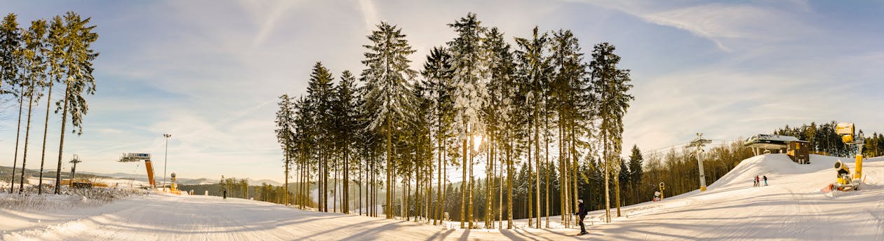 Immagine gratuita di albero, canone di neve, intestazione