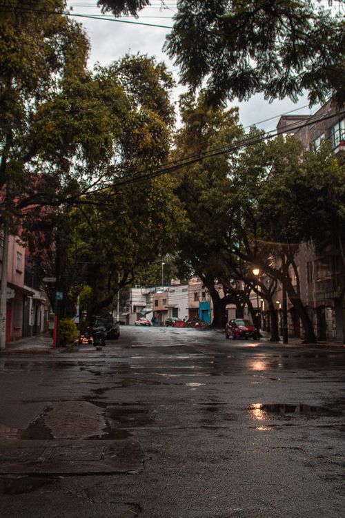 Free stock photo of architecture, big trees, cdmx Stock Photo