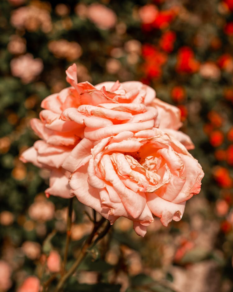 Pink Roses Flowers