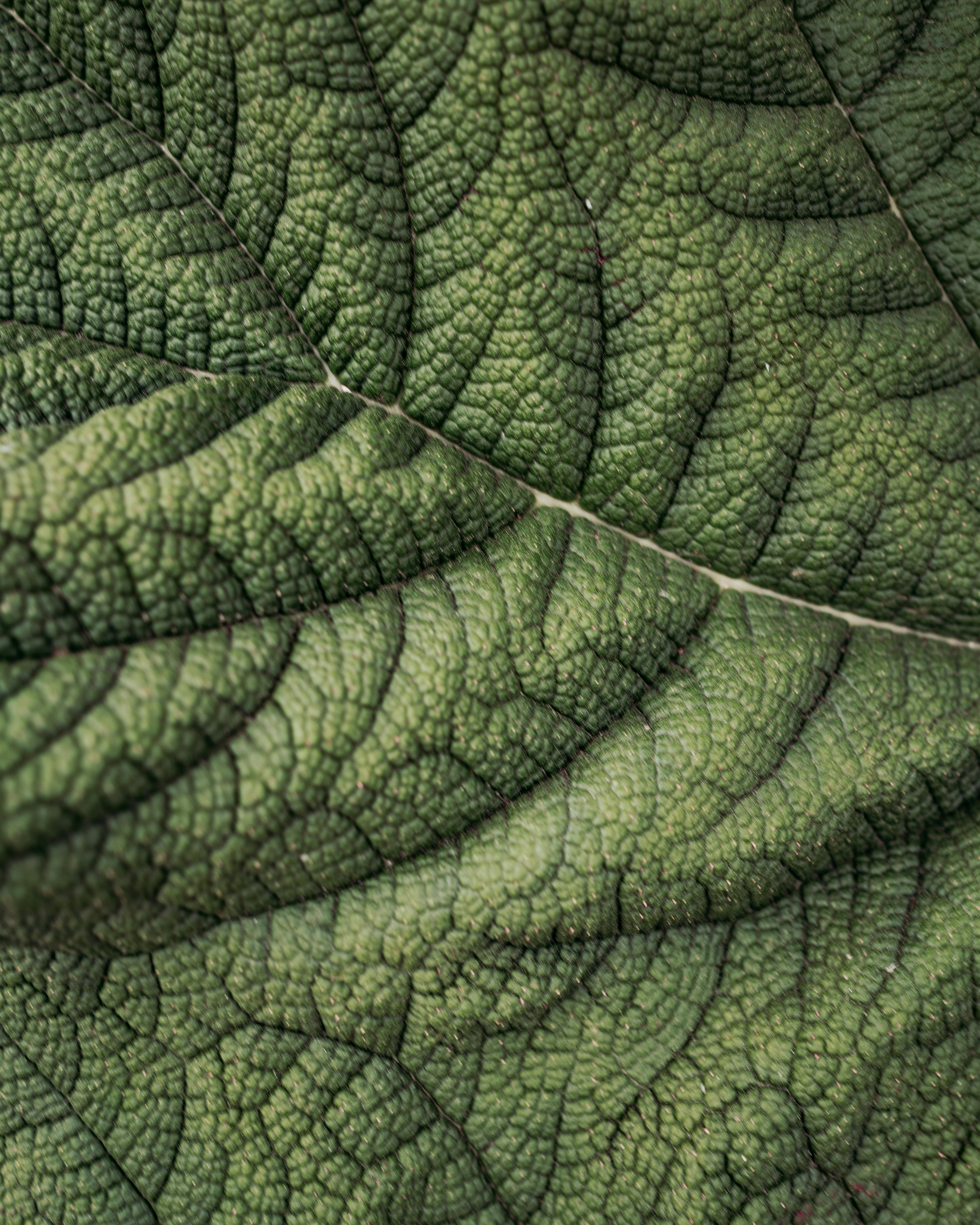 High-detail macro of a green leaf showcasing its natural texture in Stresa, Italy.