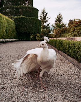 Elegant white peacock strolling through a beautiful garden in Stresa, Italy.