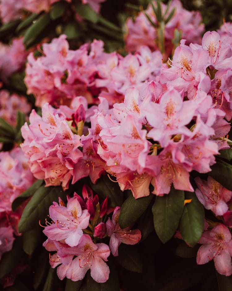 Pink Flowers In Nature