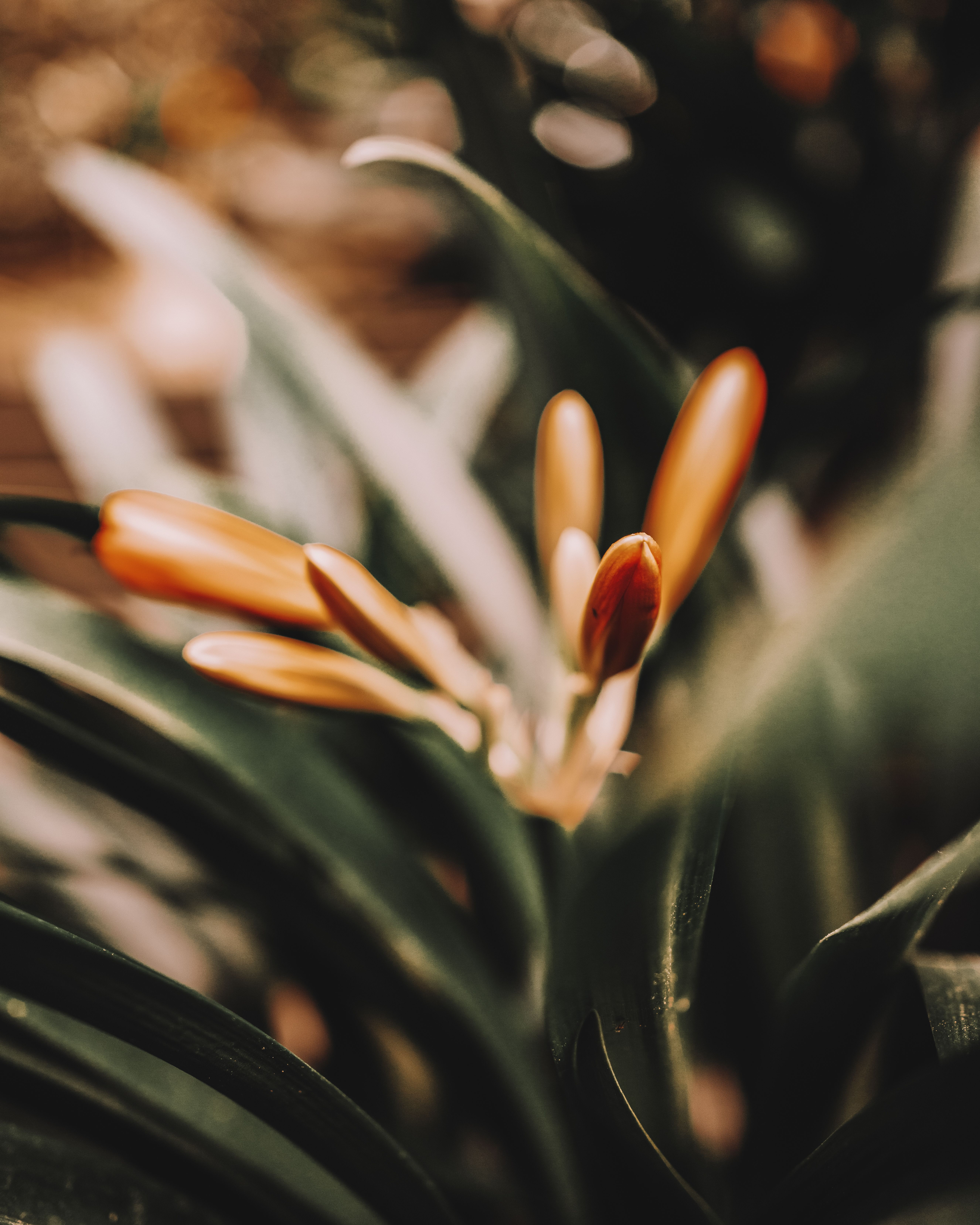 Artistic shot of vibrant Clivia flowers and leaves in Stresa, Piedmont, Italy.