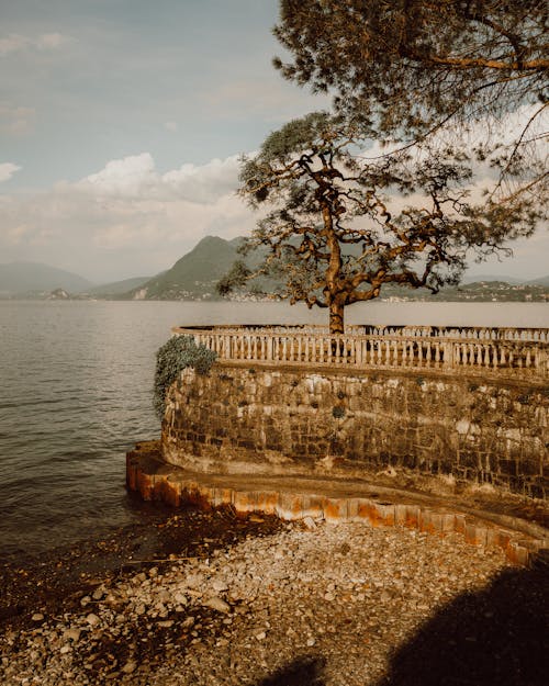 Tree on Wall by Como Lake in Italy