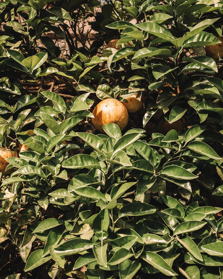 Sunlit Bush With Fruit