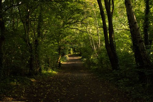 Free A peaceful forest path surrounded by lush greenery in Lisburn, Northern Ireland. Stock Photo