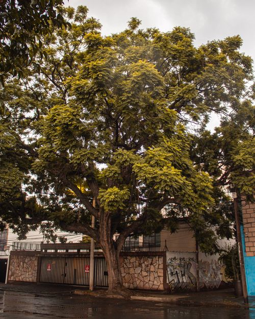 Free stock photo of architecture, cdmx, city street Stock Photo