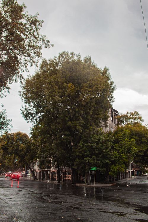 Free stock photo of architecture, big trees, cdmx Stock Photo