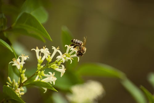 A bee is on a white flower with green leaves