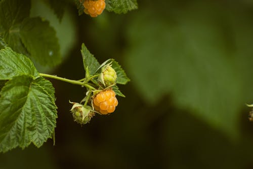 Raspberries on a branch with green leaves