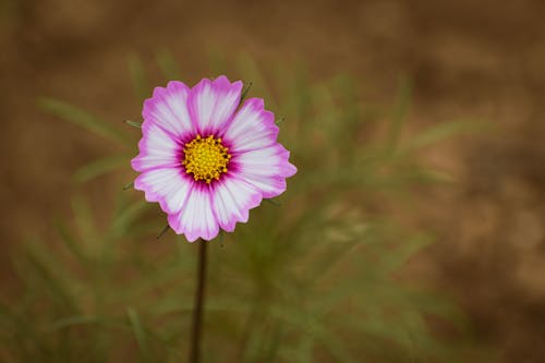 A single pink flower in the middle of a field