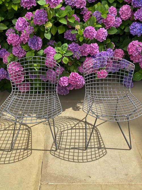 Modern Net Chairs by Flowering Shrub of Hydrangea